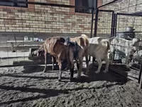 Chèvre, Saanen goat — photo 6