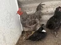 Chickens — foto 5