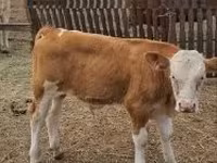 Skot (série, pohlaví neuvedeno), Simmental cattle — foto 2