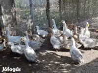 Ducks — फ़ोटो 3