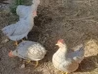 Chickens — फ़ोटो 1