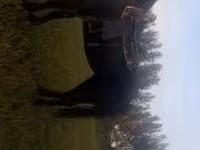 Kanca, Nonius horse — 7. fotó