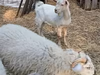 Ziegenbock, Ziegen — Foto 1