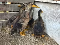 Ducks — Foto 3