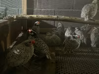 Bobwhite — zdjęcie 2