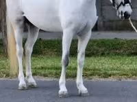 Mare, Horses — photo 2