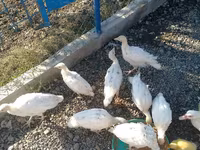 Ducks — photo 1