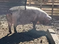 Sow, Pigs — photo 3