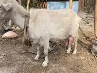 Cabra, Fergana goat — foto 3