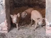 Süldőanya, Мангалица — 2. fotó