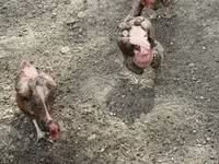 Chickens — foto 4