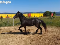 Mare, Friesian — photo 3