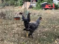 Chickens — फ़ोटो 4