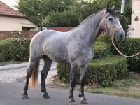 Mare, Appaloosa — photo 2