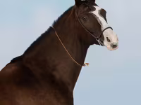 Yegua, Akhal-Teke — foto 6