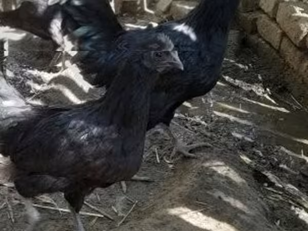 Chickens — Ungarn