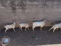 बकरा, बकरियाँ — फ़ोटो 4