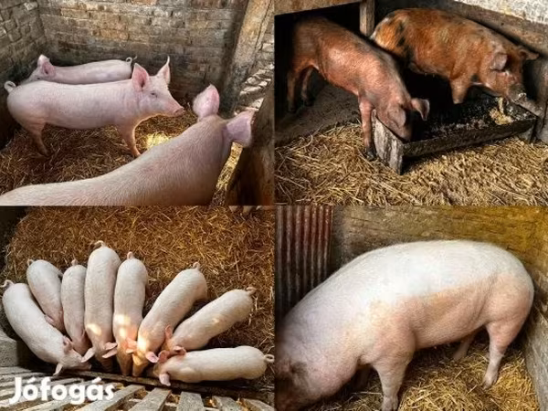 公猪, Pigs — 匈牙利