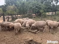 Ram, Merino sheep — photo 2