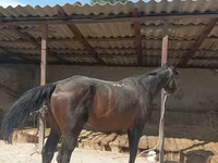 Cheval, Karachay horse — photo 2