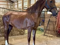 Kanca, Dutch warmblood horse — 2. fotó