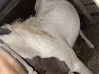 Jument, Chevaux — photo 1