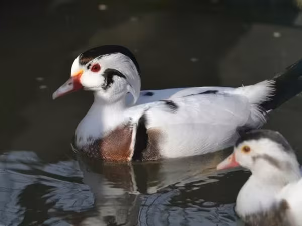 Ducks