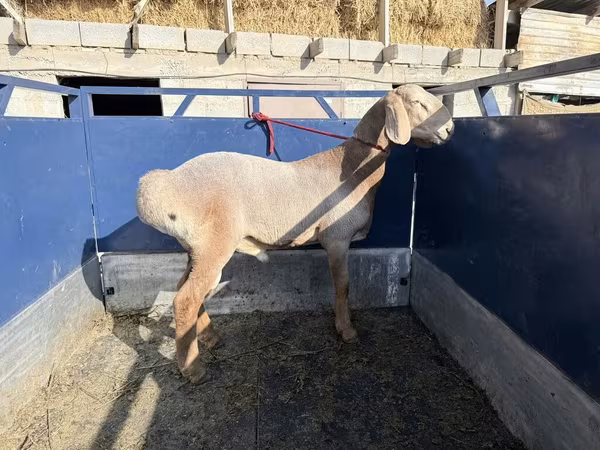 Carnero, Arashan sheep