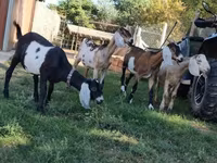 母山羊, Nubian Goat — 照片 8