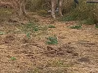 Vaca, Swiss cattle — foto 7