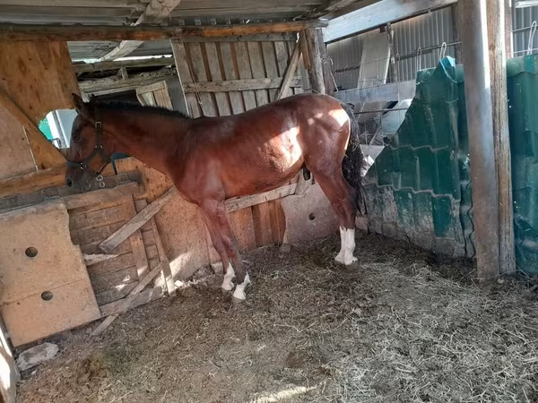 母马, Horses