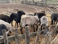 母羊, Racka sheep — 照片 7