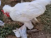 Chickens — Foto 4
