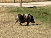 母猪, Pigs — 照片 3