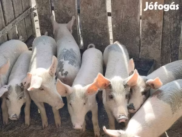 Pigs (batch, sex not specified),  — Hungary