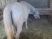 Cheval, Chevaux — photo 1