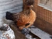 Chickens — foto 6