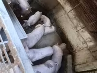 猪（批次，未指定性别）, Pigs — 照片 4