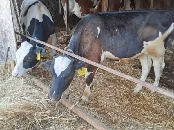 Taureau, Simmental cattle — Hongrie