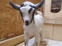 Nőstény kecske, Australian Miniature goats — 2. fotó