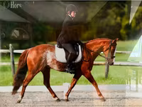 Hing, Quarter Horse — 3. fotó