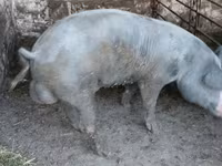 Boar, Pigs — photo 1