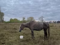 Égua, Horse breed — foto 2