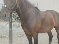 Hing, Kyrgyz Horse — 2. fotó