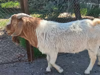 تيس, Boer goat — الصورة 2