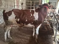 Bika, Ukrainian Red Pied Dairy cattle — 3. fotó