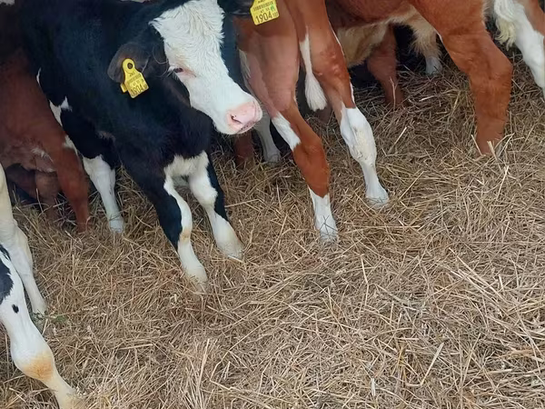Szarvasmarha (tétel, nem megadva), Simmental cattle