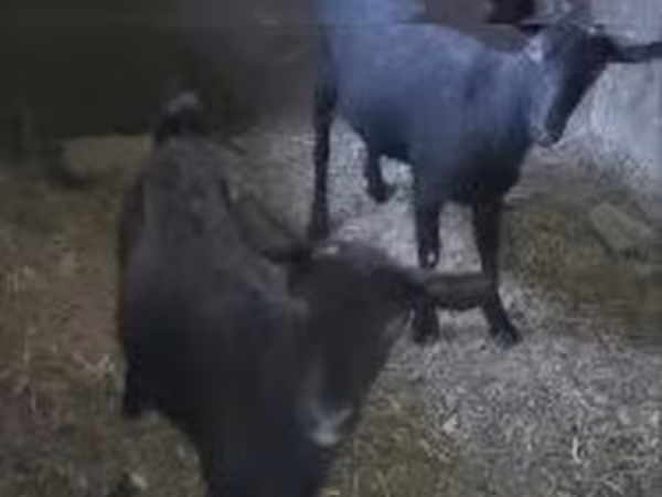 Koza, Kozy — Maďarsko