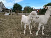 बकरा, बकरियाँ — फ़ोटो 3