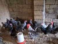 Chickens — الصورة 2